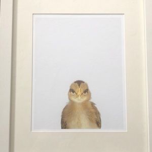 Animal print shop prints